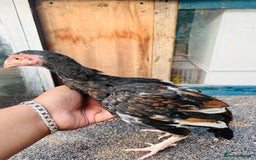 Chickens poultry for sale: Aseel shamo  chicks for sale  - Image 8