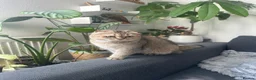 Scottish Fold cats for sale: Female Scottish  in Ilford - Advert 3