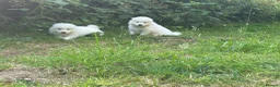 Samoyed dogs for sale:     Adorable Samoyed Puppies Looking for 5★ Homes - Advert 12