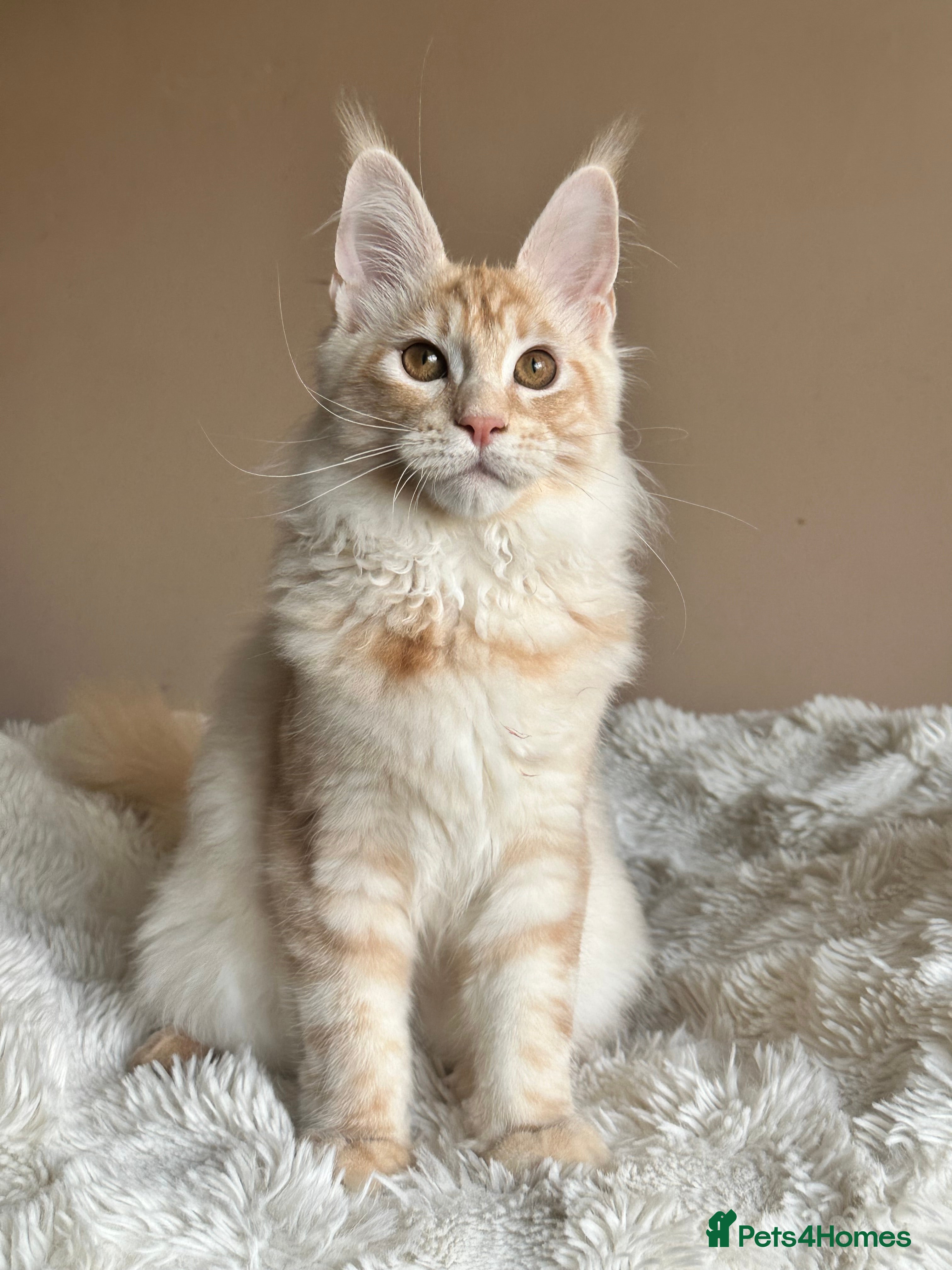 Maine Coon cats Registered Tica - Maine coon kitten - Advert 11