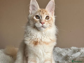 Maine Coon cats Maine coon kittens ready now - Advert 1