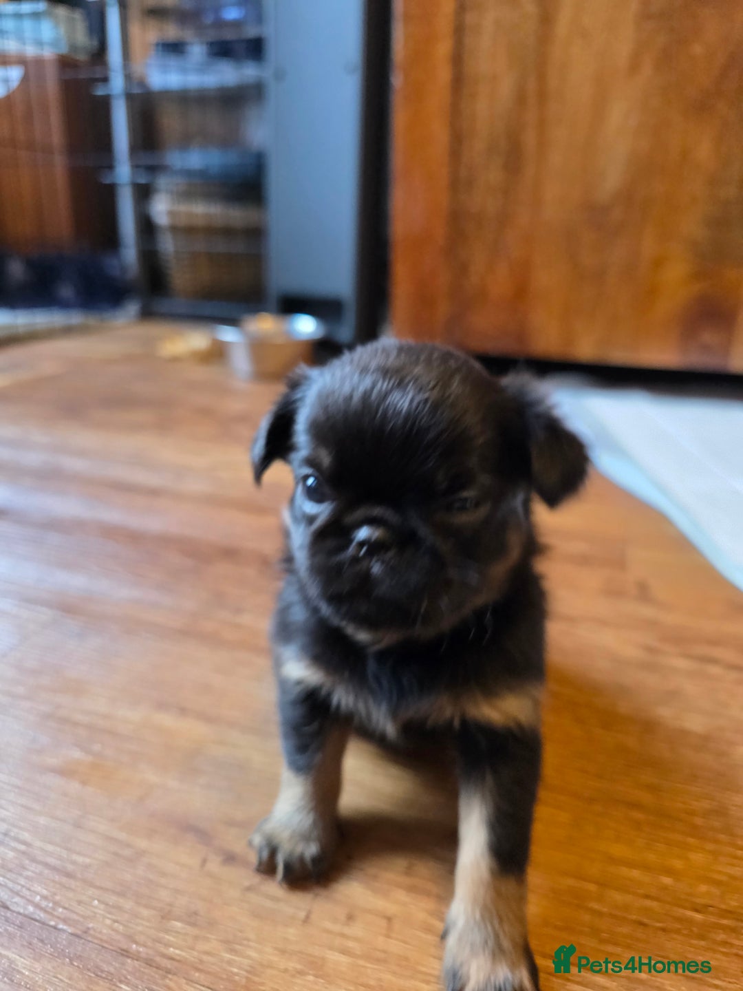 Griffon Bruxellois dogs for sale: KC Registered Rough Brussels Griffon  - Advert 6
