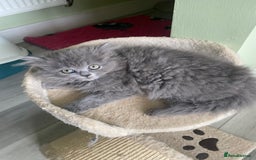 Selkirk Rex cats for sale: Beautiful selkirkrex babies - Image 5
