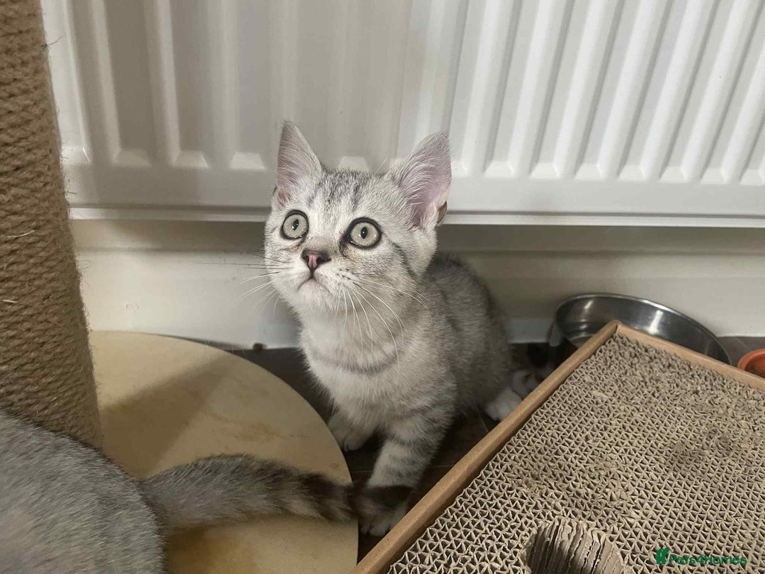 British Shorthair cats for sale: Silver spotted British Shorthair kittens  - Image 13