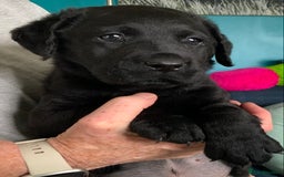 Labrador Retriever dogs for sale: Labrador Puppies - Image 2