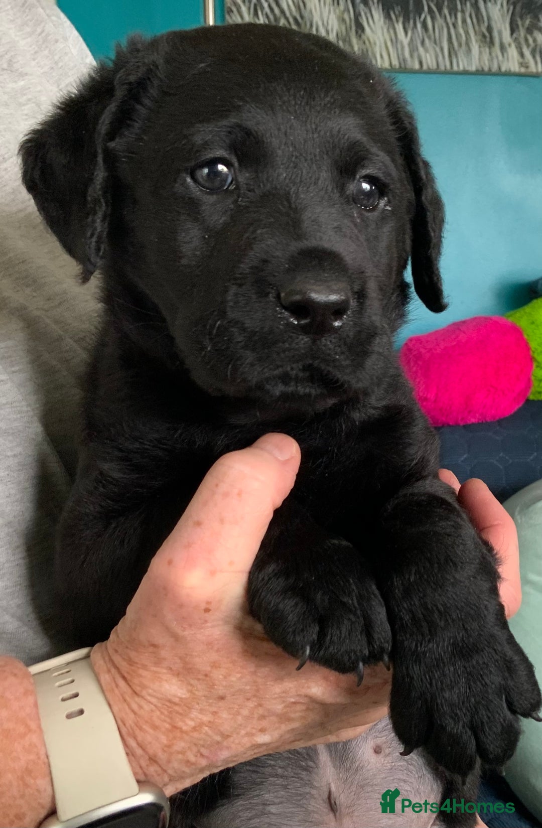 Labrador Retriever dogs for sale: Labrador Puppies - Image 2