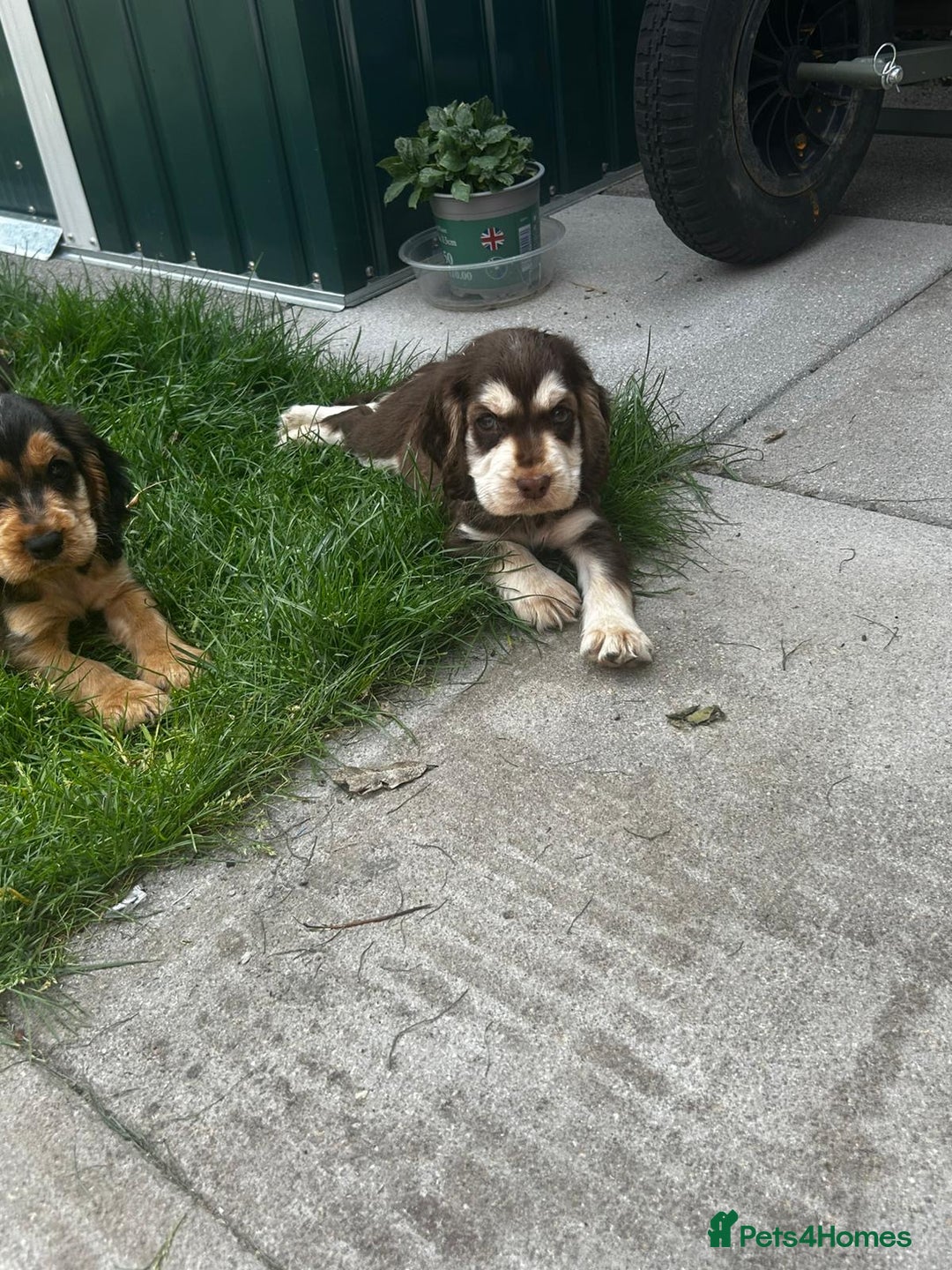 Cocker Spaniel dogs for sale: Show type cocker spaniel puppies  - Image 5