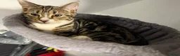 Mixed Breed cats for sale: 7 month tabby female  - Advert 3