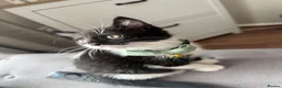 Mixed Breed cats for sale: Beautiful 8week old kittens  - Advert 16