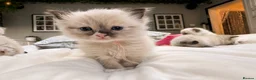 Ragdoll cats for sale:  🐾 Pure Ragdoll Kittens – The Summer Litter ☀️  - Advert 15