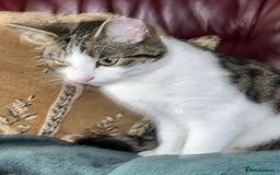 European cats for sale: Beautiful European Shorthair  - Image 6