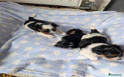 Biewer Terrier dogs for sale: Biewer terrier puppies  - Image 5