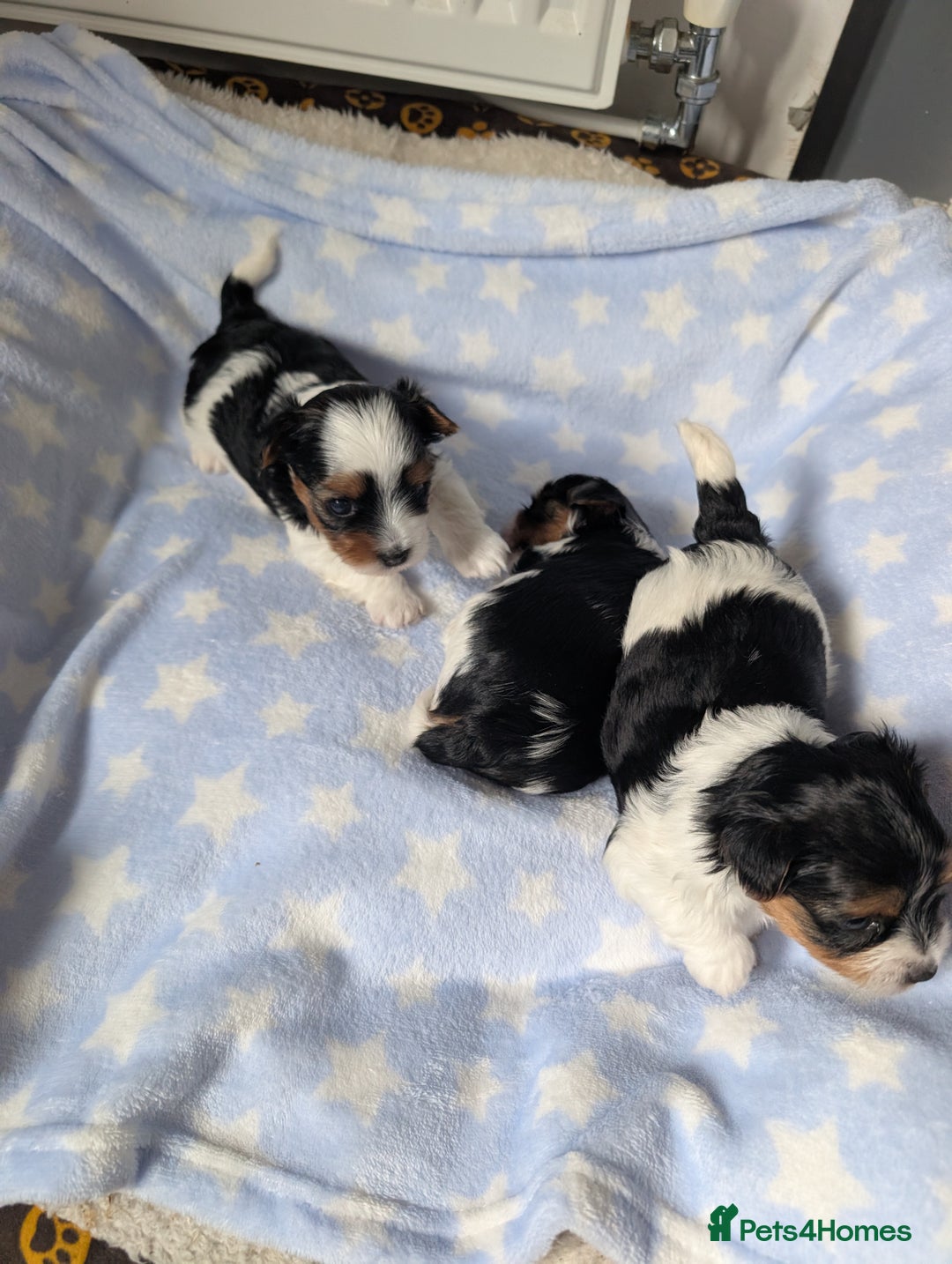 Biewer Terrier dogs for sale: Biewer terrier puppies  - Image 5