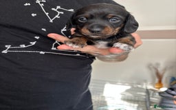 Miniature Dachshund dogs for sale: FOR SALE *Miniature dachshund puppies*  - Image 10