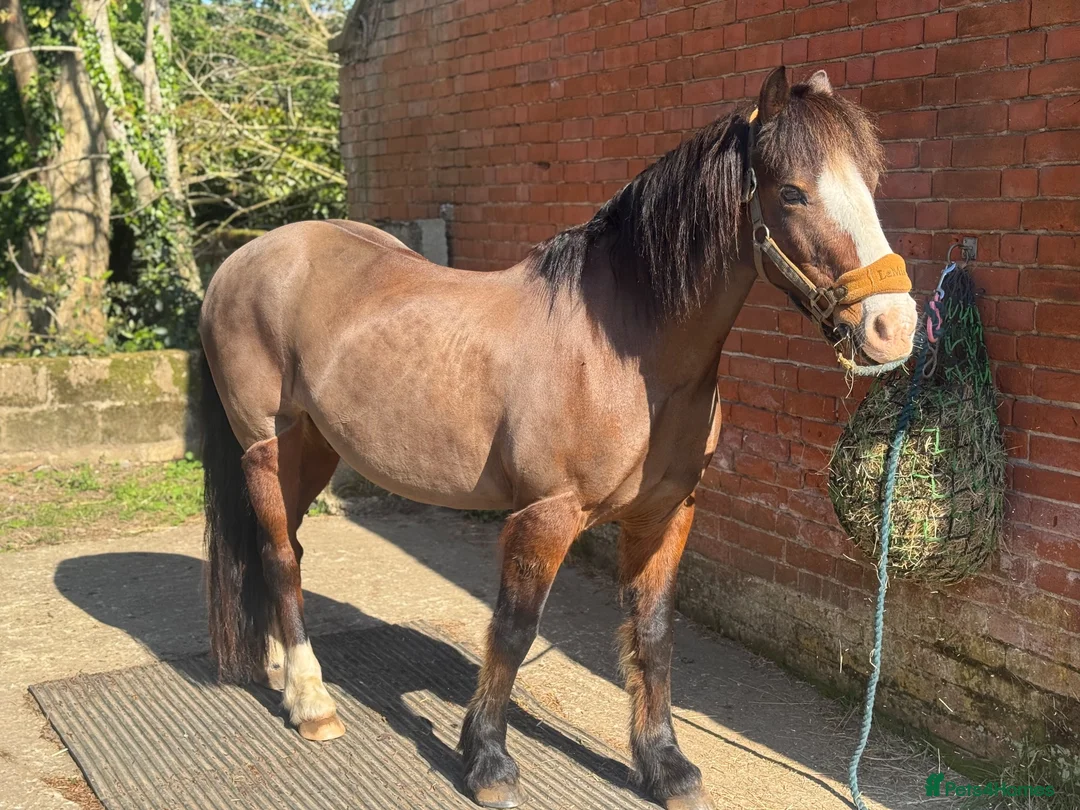 Welsh Section C horses for sale: 13.2hh Welsh Section C Bay Gelding – 8 Years Old  in Great Yarmouth - Advert 1