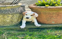 Pointer dogs for sale: KC reg Pointer Puppy - Image 17