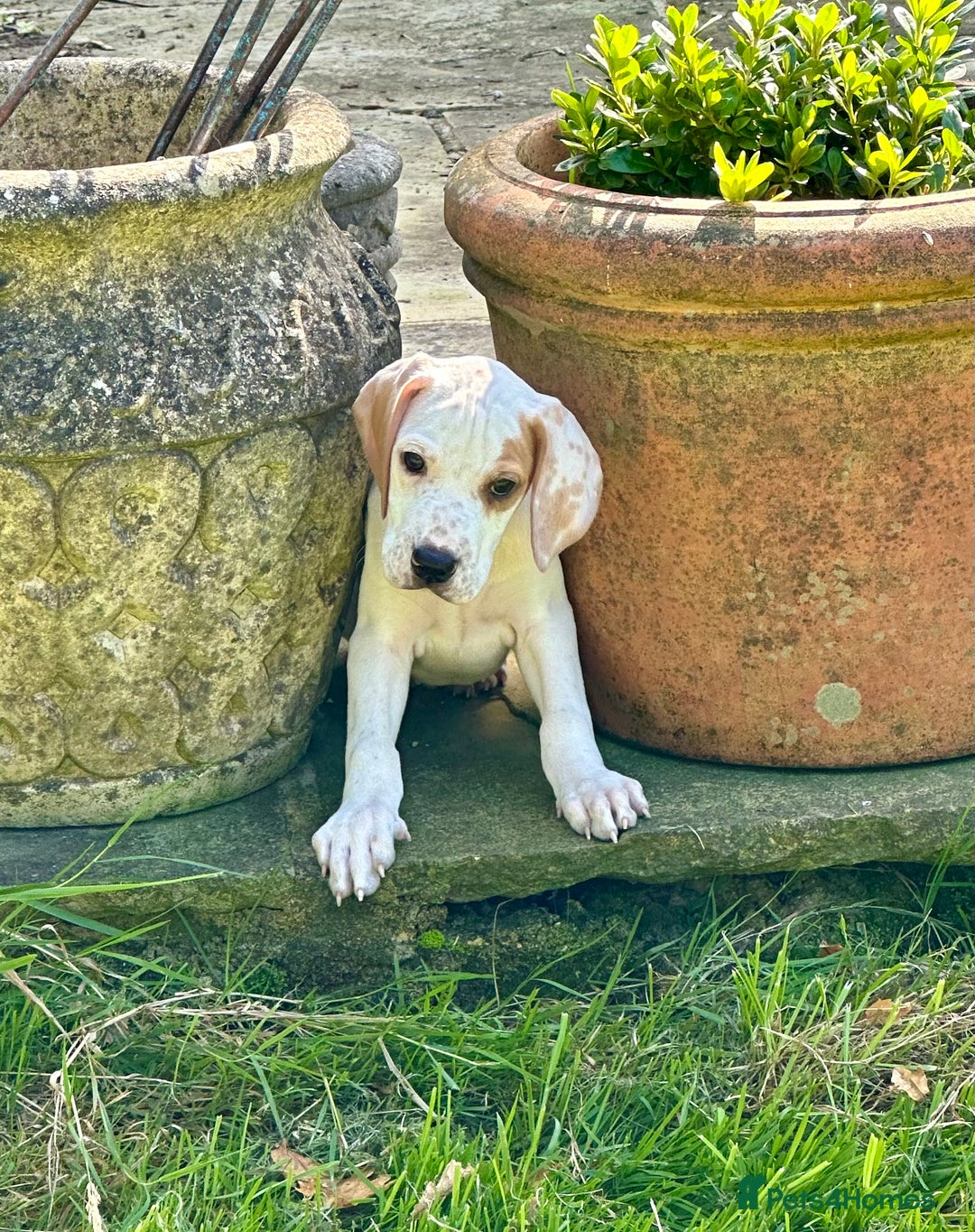 Pointer dogs for sale: KC reg Pointer Puppy - Image 17