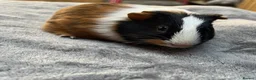 Guinea Pig rodents for sale: 8wonderful guinea pigs - Advert 9