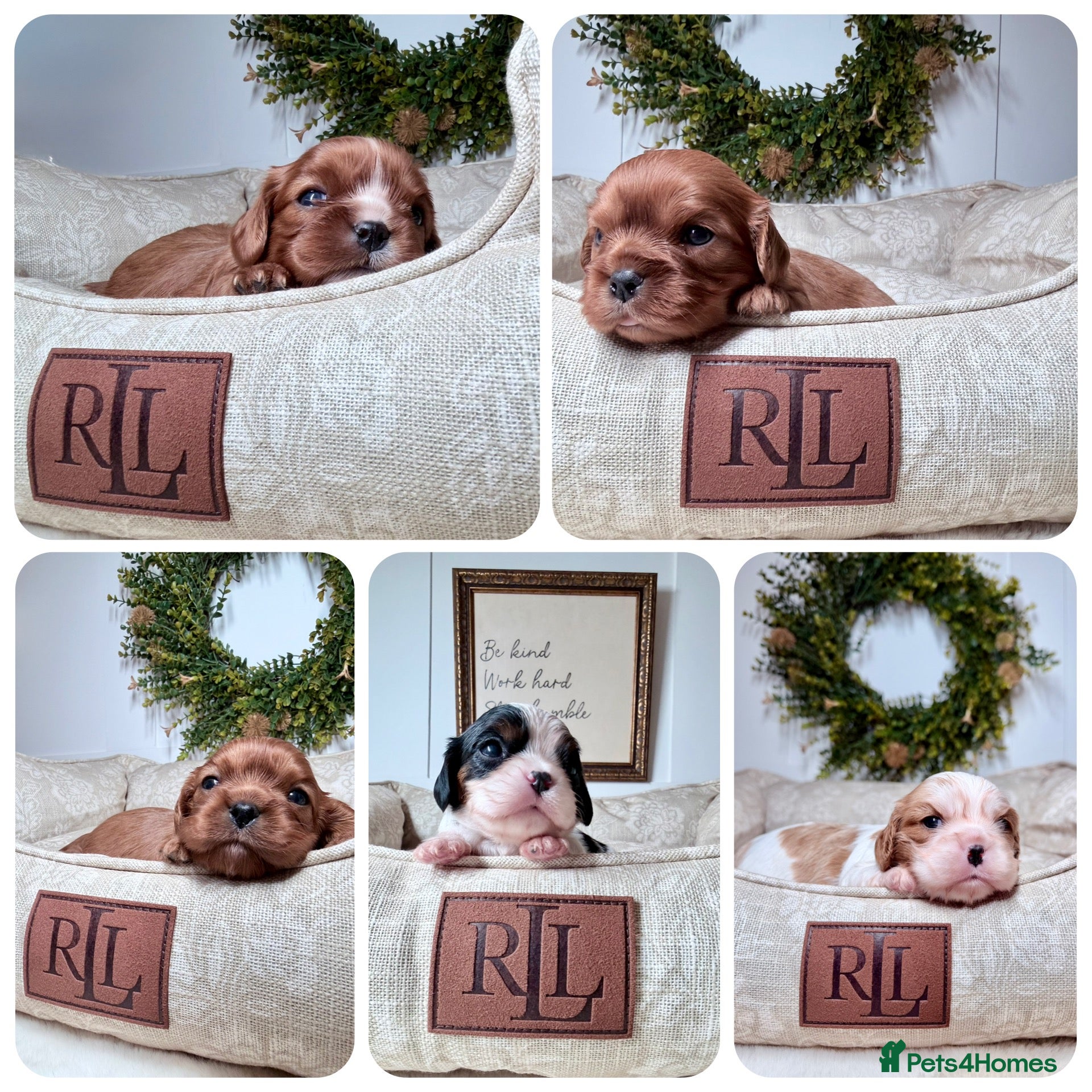 Cavalier King Charles Spaniel dogs KC registered Cavalier King Charles Spaniel.  - Advert 1