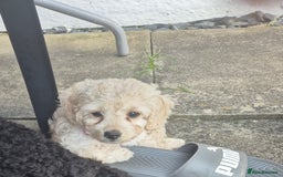 Cockapoo dogs for sale: Beautiful Champagne Cockapoo Girl - 13 weeks old - Image 13