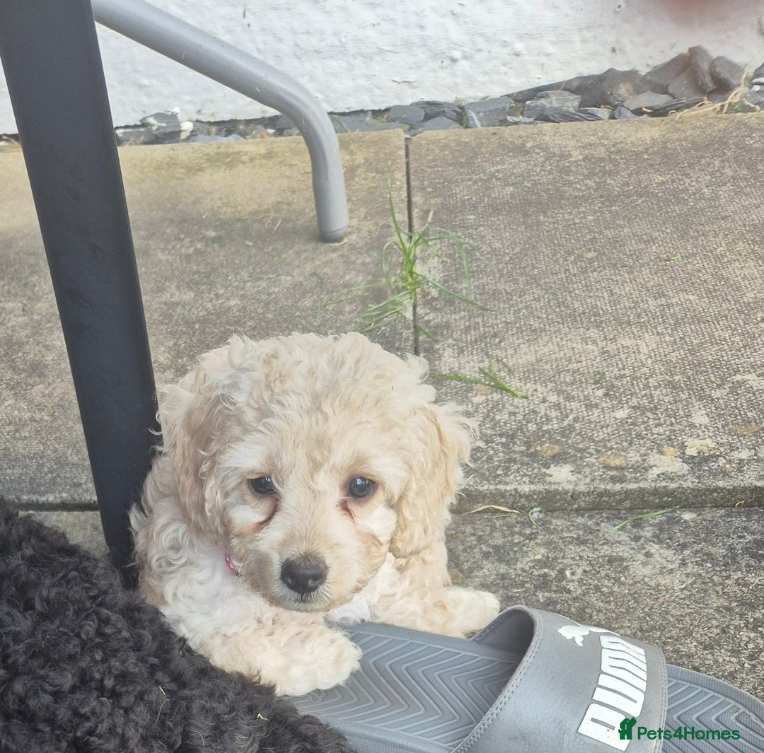 Cockapoo dogs for sale: Beautiful Champagne Cockapoo Girl - 13 weeks old - Image 13