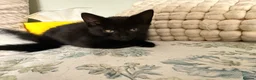 Domestic Shorthair cats for sale: Kittens for sale - Advert 13