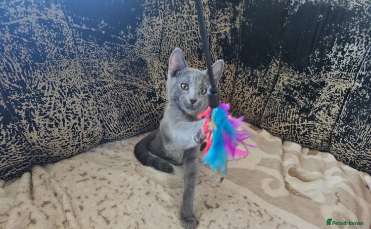 Russian Blue cats - Advert 1