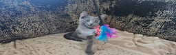 Russian Blue cats for sale: **TICA full pedigree Russian Blue kittens - Advert 1