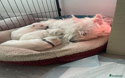 West Highland Terrier dogs for sale: West Highland puppies - Image 7