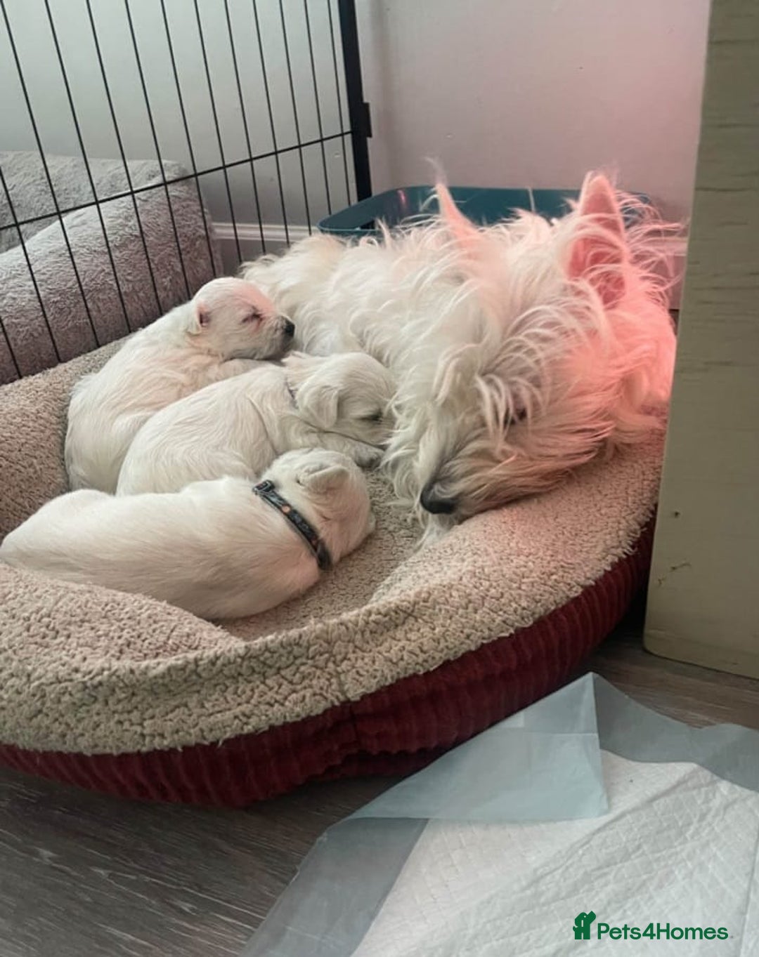 West Highland Terrier dogs for sale: West Highland puppies - Image 7