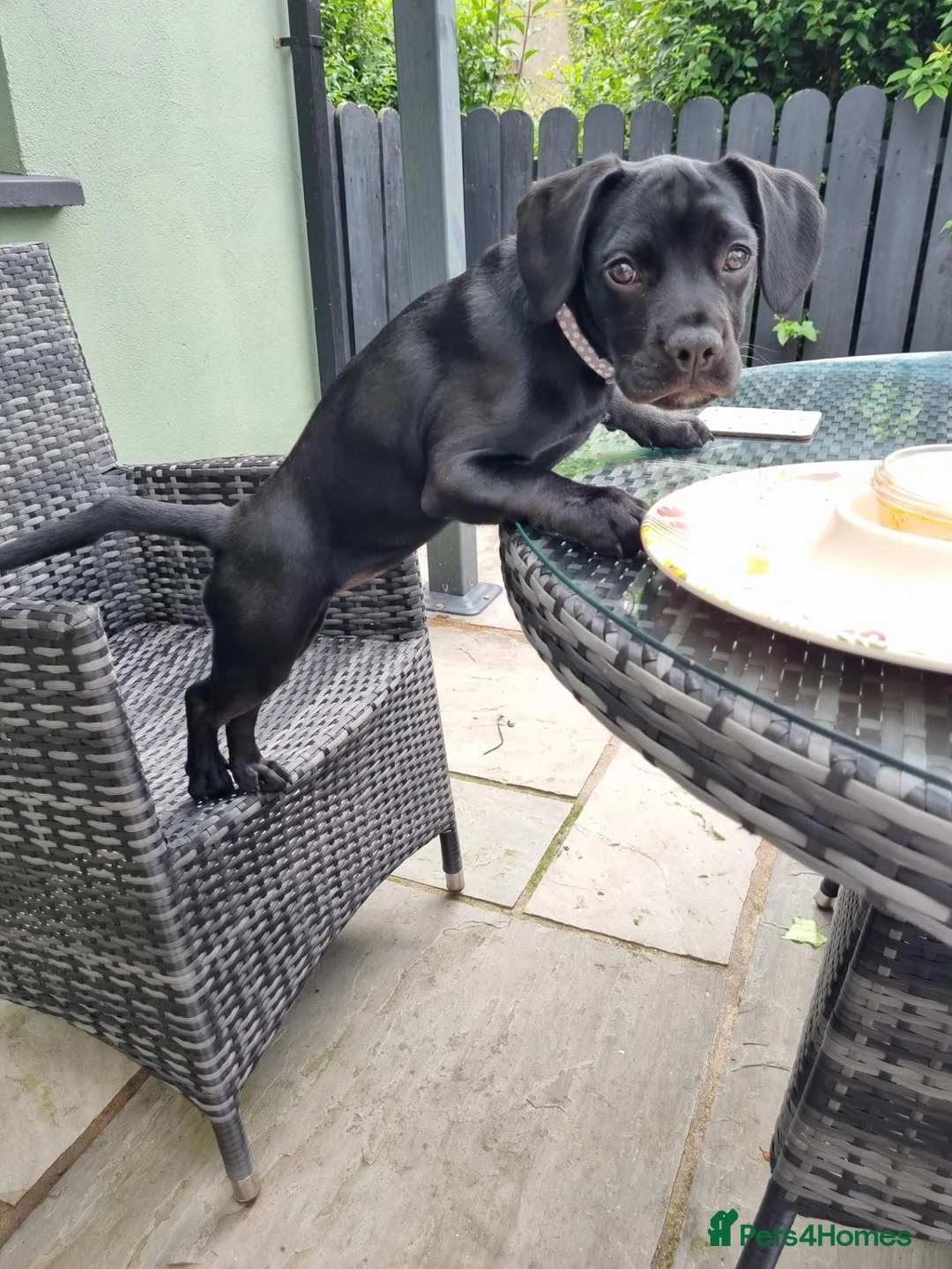 Mixed Breed dogs for sale: Millie in Banbridge - Advert 4