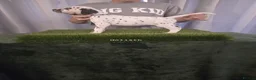 Dalmatian dogs for sale: 6 KC registered dalmatian puppies  - Advert 13