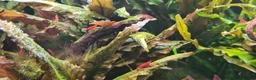 Mixed Breed invertebrates for sale: RED CHERRY SHRIMP  in Rotherham - Advert 3