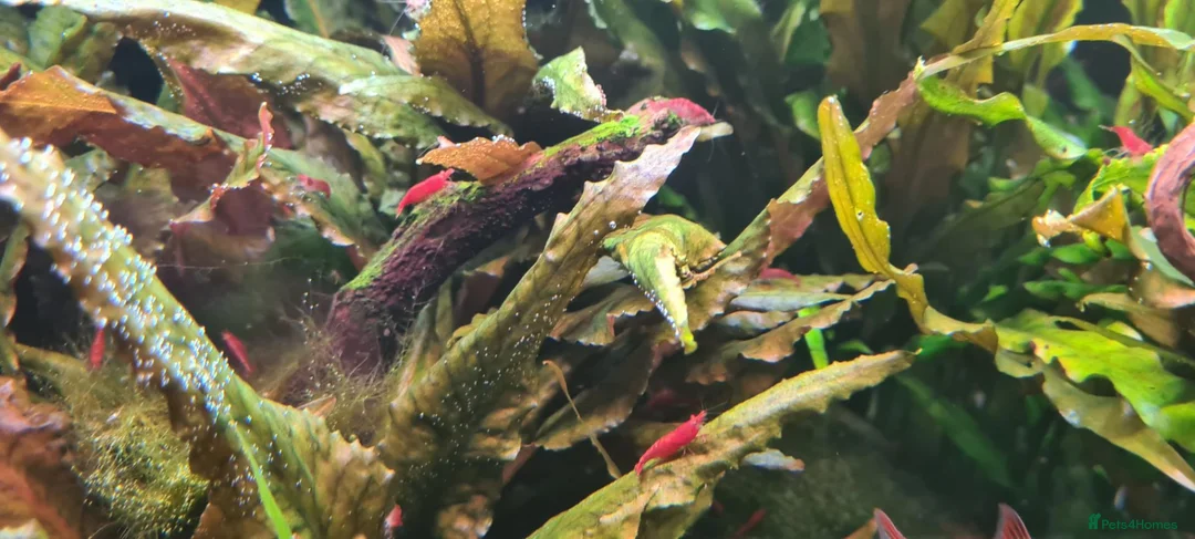Mixed Breed invertebrates for sale: RED CHERRY SHRIMP  in Rotherham - Advert 3