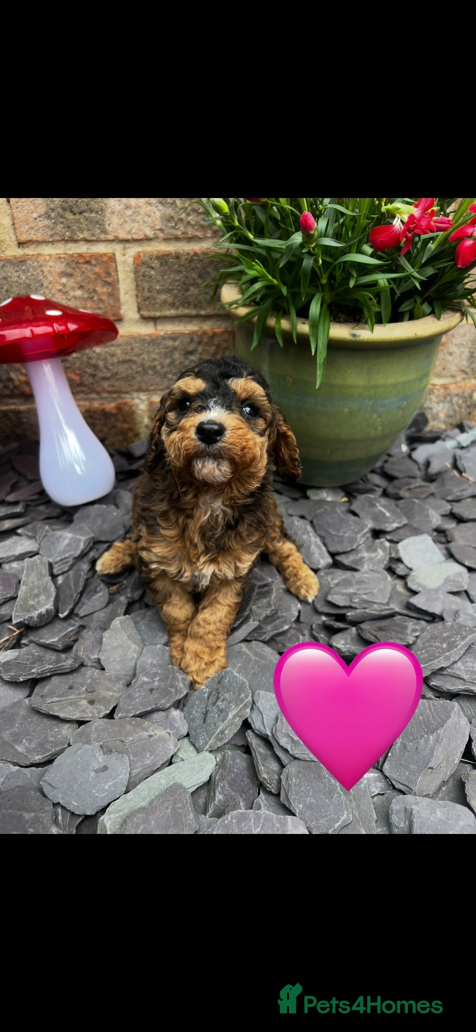 Cockapoo dogs F1b cockapoo for sale - Advert 1