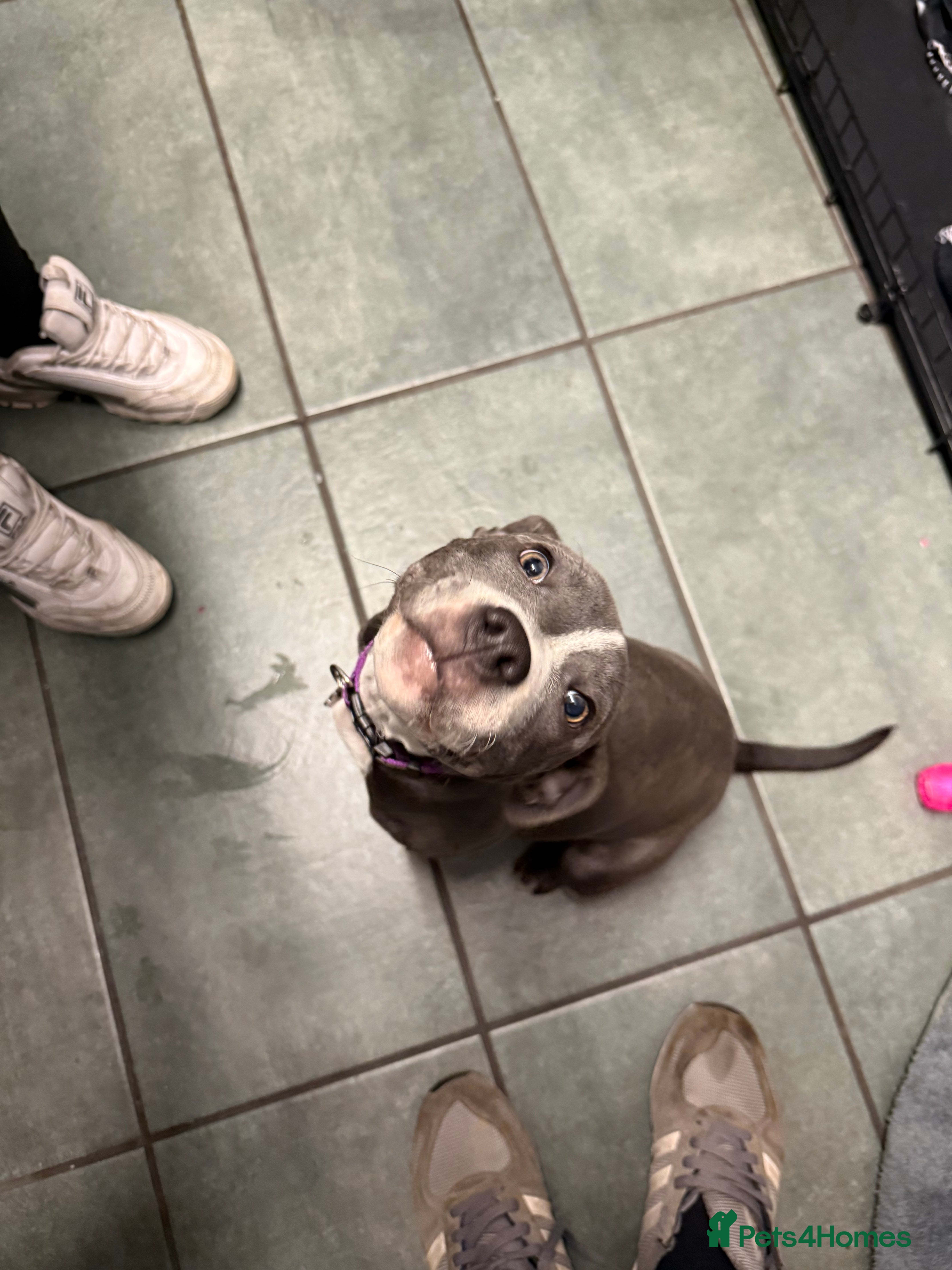 Staffordshire Bull Terrier dogs 1 female  Blue Staffordshire bull terrier staffy - Advert 4