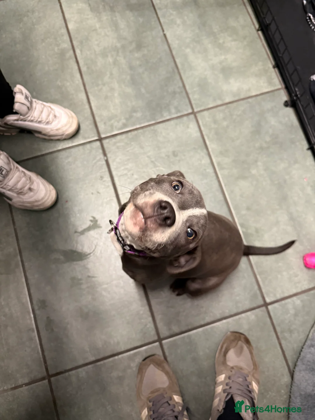 Staffordshire Bull Terrier dogs for sale: 1 female  Blue Staffordshire bull terrier staffy - Advert 1