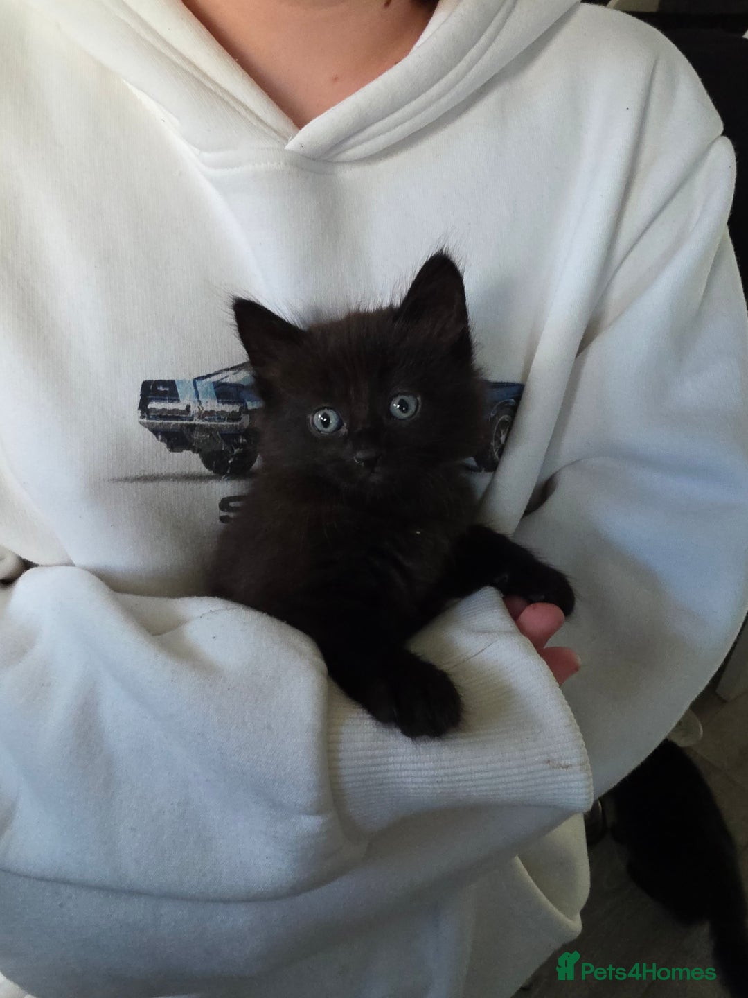 Mixed Breed cats for sale: Fluffy kittens - Image 4