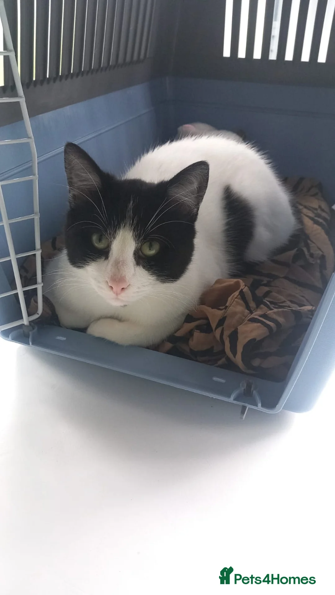 Mixed Breed cats for sale: Male cat( Tom for sale  - Advert 6