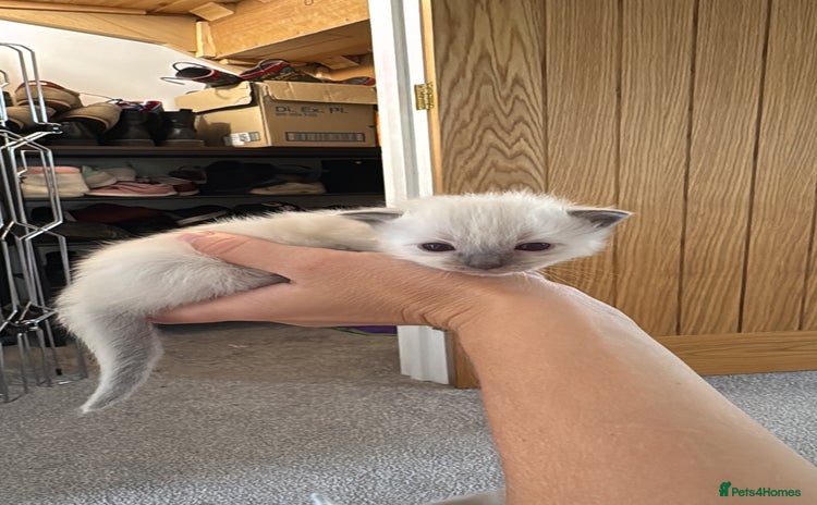Ragdoll cats - Advert 1