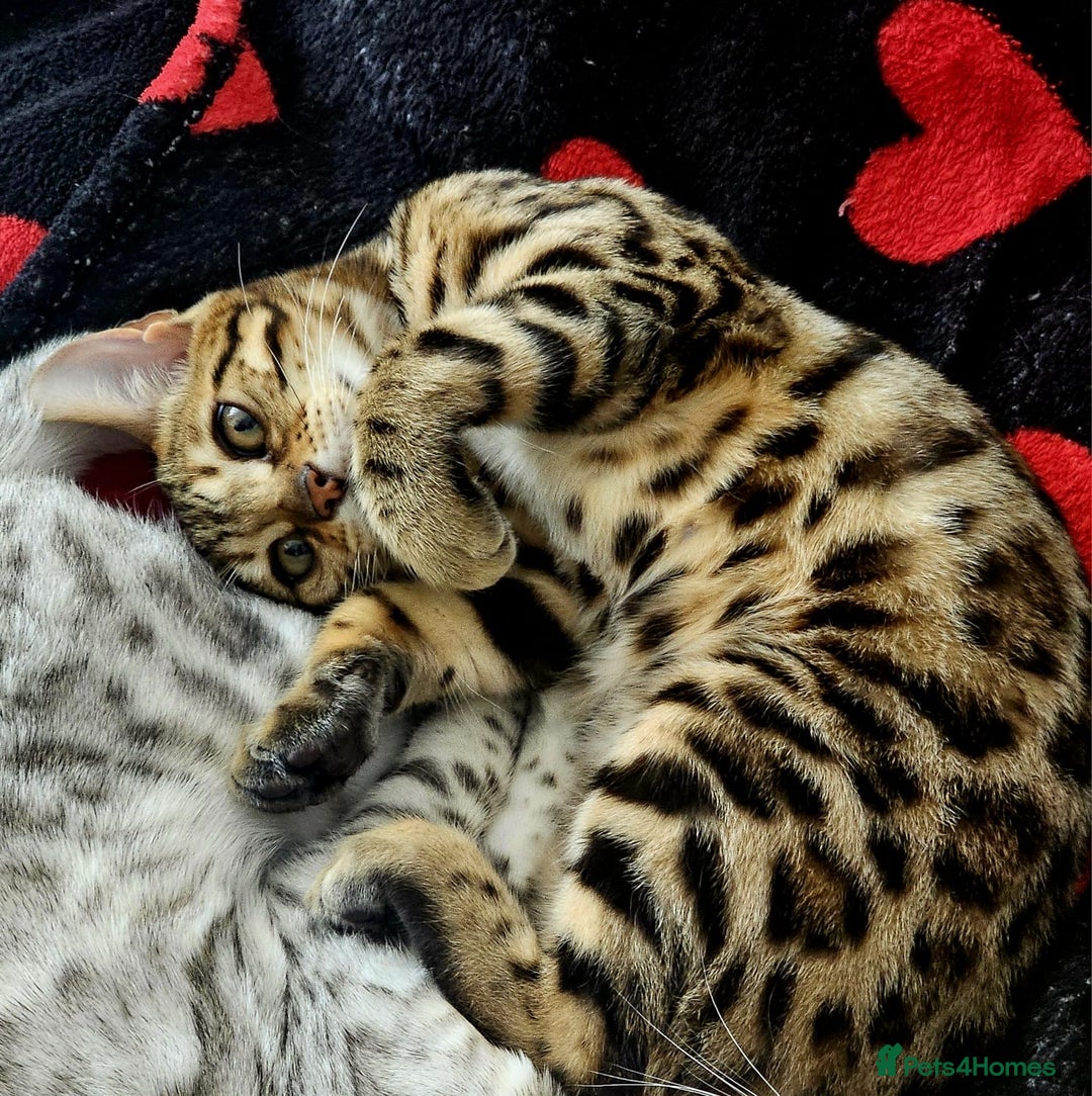 Bengal cats for sale: Bengal cat - Image 4