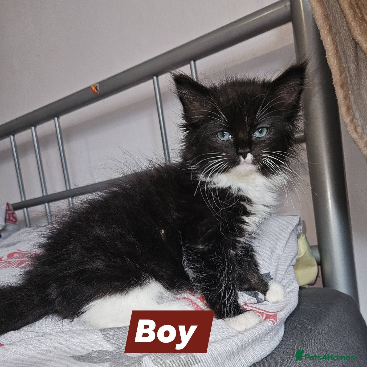 Ragcoon cats for sale: Ragcoons * maine coon x ragdoll * - Advert 10