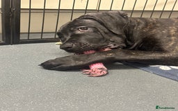 Cane Corso dogs for sale: CLOSING ADVERT ONCE REVIEWS ARE MADE - Advert 10