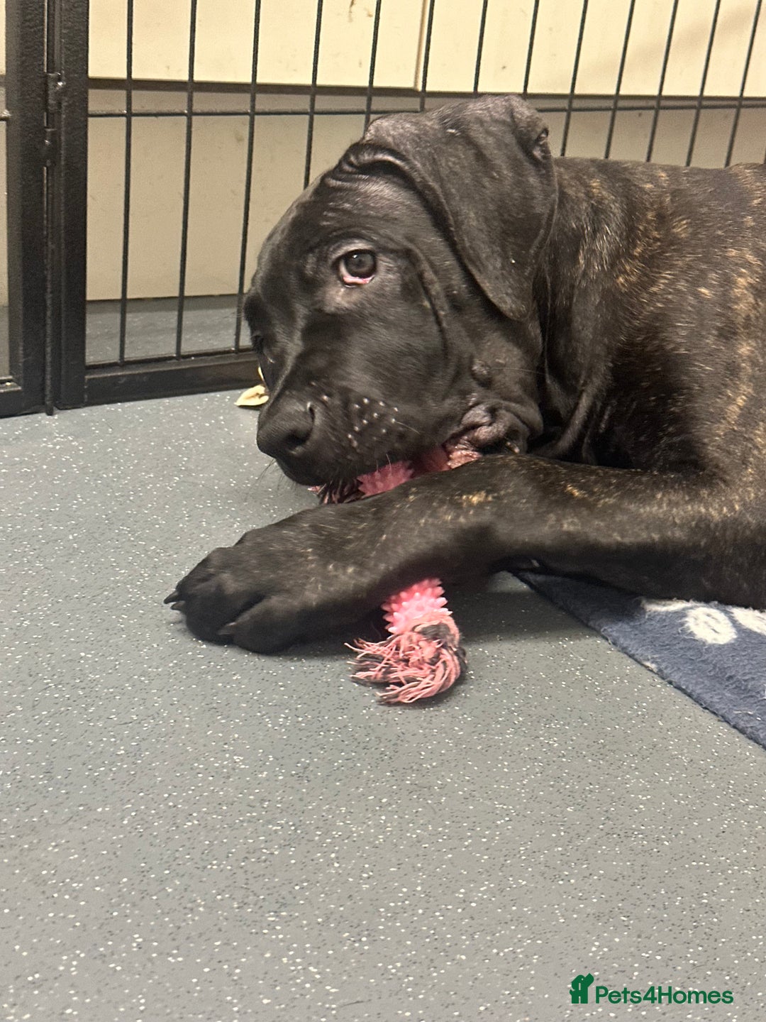 Cane Corso dogs for sale: CLOSING ADVERT ONCE REVIEWS ARE MADE - Advert 10