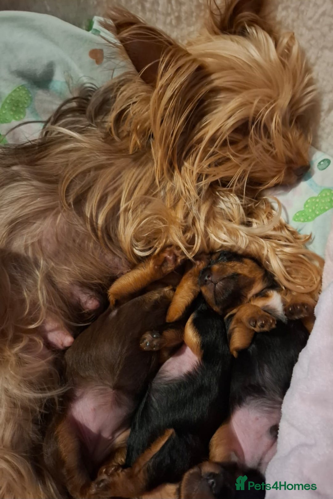 Yorkshire Terrier dogs for sale: Beautiful Toy Yorkshire Terrier puppies - Image 18