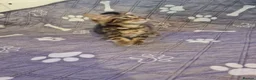 Mixed Breed cats for sale: Gorgeous kittens 2 long hair and 1 short  - Advert 14
