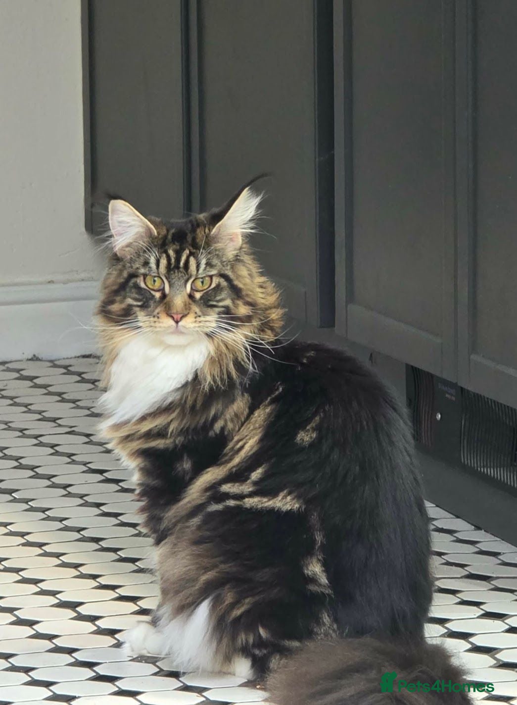 Maine Coon cats Stunning Maine Coon Kittens – Ready Now - Advert 2