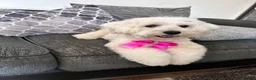 Maltese dogs for sale: 🐾 MEET ANGEL – A BEAUTIFUL 5-YEAR-OLD MALTESE  in London - Advert 2