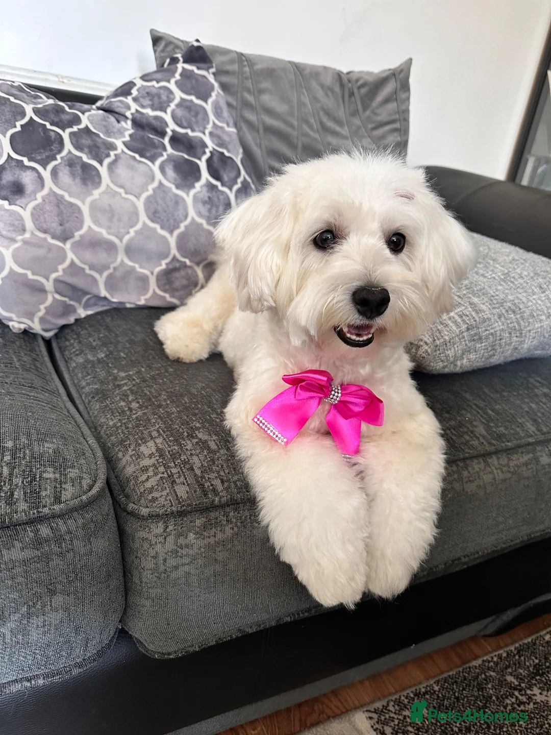 Maltese dogs for sale: 🐾 MEET ANGEL – A BEAUTIFUL 5-YEAR-OLD MALTESE  in London - Advert 2