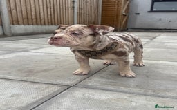 American Bully dogs for sale: American Pocket Bully’s Puppies.  - Image 1
